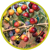 Arbequina Arbequina